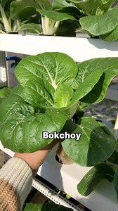 12K views · 115 reactions | Building a mini farm at home has really...