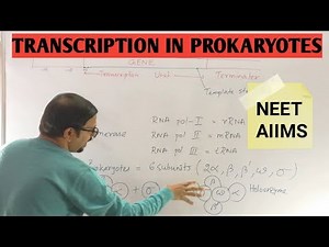 TRANSCRIPTION IN PROKARYOTES