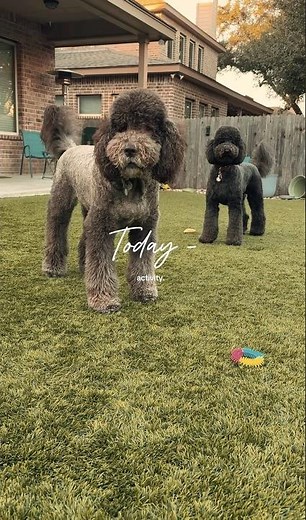 Goldendoodle Grooming 101: The Secret to a Happy, Fluffy Pup! 🐶✨