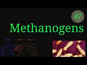 Methanogens Unveiled: Stringent Anaerobes & Unique Cell Walls Explained! ‎‪@EnteMicrobialWorld‬#yt