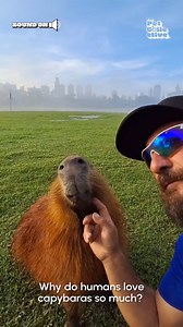 Who can resist a good scratch? 💕☀️💖 | The Pet Collective