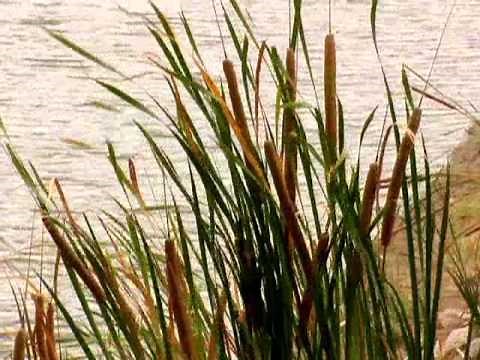 Identifying Weeds in Ponds