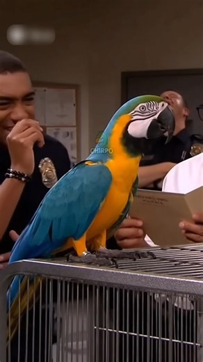 676K views · 24K reactions | Talking parrot finishing the shift with laughter  #talkingparrot #funnyparrot #birdhumor | Heaven on Earth | Facebook
