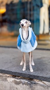 Tika, Italian Greyhound (14 y/o), Spring & W Broadway, New York, NY • “We’re from Canada – we come here twice a year for New York Fashion Week. She’s always cold, so she wears onesies, snow coats, raincoats… I started posting pictures to Instagram and people loved it, and it kind of took off from there. One feature she was in that was really cool was Vogue. She’s gotten me through some really tough times, and I’ve gotten lots of feedback over the years that she’s gotten other people through toug
