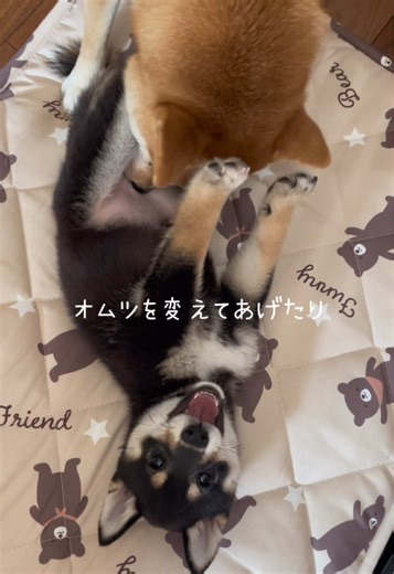 オリジナル楽曲 - ももちとここちを使っているももちとここち (@momochi0723_cocochi0614)の動画