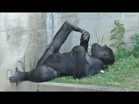 ゴリラのおもしろ動画 part3 / 東山動物園