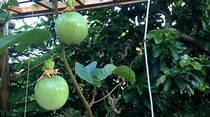 Free video - Fruit, Passion Fruit, Plant