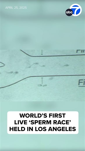Is sperm racing the next big thing? Take a look inside the first-of-its-kind race that's taking the internet by storm. Read more here: https://abc7.la/42RjFHI | ABC7