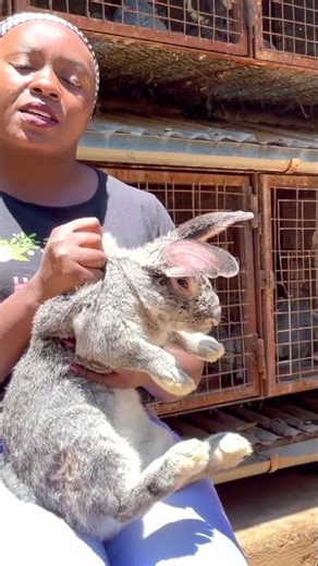 Top 5 Rabbit Breeds for Meat 🐇💪 | Best Rabbits for Profitable Farming!