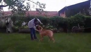 25K views · 150 reactions | FOR SALE ~ BULLMASTIFF FEMALE 2.5 Years Top producer with Super Puppies PRICE : GHC 12,000 She will be in heat within 1 month. Contact DMK Now0245533339 | DMK Kennel | Facebook