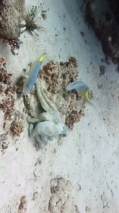 Watch this amazing octopus as it moves and flares its body with mesmerizing colors and patterns! 🐙✨ These intelligent creatures are true masters of transformation. Every dive brings a new surprise beneath the surface. Join our dives in Dahab and witness the magic for yourself! #octopus #redseadiving #octopuslove #marinelife #christmas | Scuba Diving Holidays