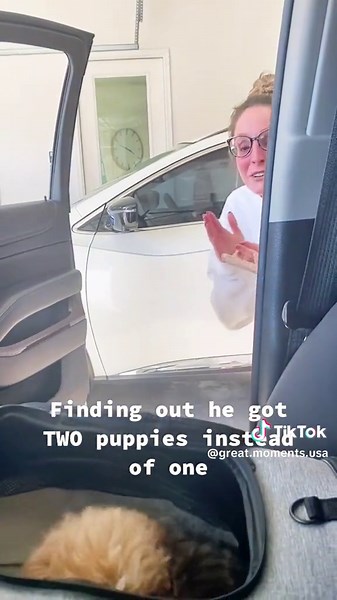 Puppy surprise #surprise #newpuppy #puppy #surprisepuppy #puppysurprise #foryou #surpisedwithadog #crying #dogsoftiktok #puppies #puppylove