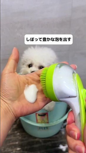 犬をどれくらいの頻度でお風呂に入れるのが最適ですか#犬 #犬 #風呂