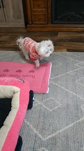 Roxy's mommy :::::::: What's up with changing your morning routine? 🤨 Roxy Rose :::::::: I haven't decided yet how I want my mornings to go. 🤔 Roxy's mommy :::::::: OKKK but it's very stressful trying to understand what you want 🫤 Roxy Rose ::::::;; It's ok mommy. 🤗 I think you're finally catching on about my breakfast change. You will get there eventually 😏 Roxy's mommy :::::::: Maybe I should just get you checked out by your doctor.🤨 Roxy Rose :::::::: 😮 I love you all 💖 If you need me