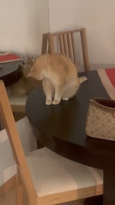 5.6K views · 382 reactions | ถึงหัวจะล้าน แต่มือยังสวบได้แม่นนน | Molly | Facebook