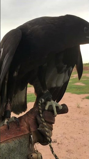 Great Black Hawk Soars from Tree to Meal | Hunting Skills