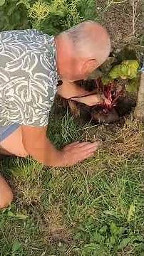 How to make your own beetroot seeds?