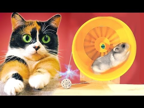 Ein Hamster erzeugt Strom!
