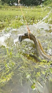 Best Fishing Video #fishing #reels #fish | Epic Fish Catcher FB