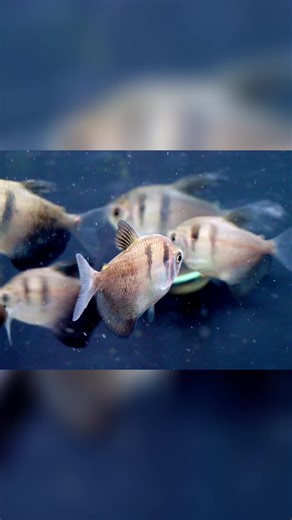 Black widow tetras need space! Aim for 100L tanks with lots of horizontal swimming room. Trust me, they'll love it. #BlackWidowTetra #TetraCare #AquariumLife #Fishkeeping