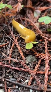 Banana slugs are the clean-up crew of redwood forests, speeding up decomposition and helping to recycle nutrients. These charismatic gastropods eat almost anything in the forest but ignore growing redwood saplings. As the redwoods grow taller and more massive, they create a cooler microclimate in the forest beneath them, giving banana slugs the cool, moist, shady atmosphere they need to thrive. 🐌 🍌 Video by E. McKisson / Redwood National and State Parks (NPS) Video Description: A yellow banana