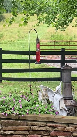 Hummingbird appearance between downpours Friday. | Josh Fitzpatrick
