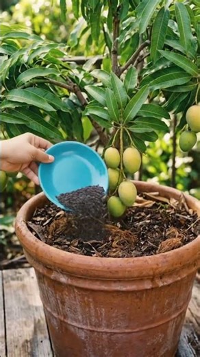 Organic Fertilizer For mango tree #gardening #fertilizer #plant