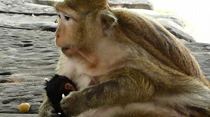 2.3K views · 205 reactions | Welcome newborn monkey in Carbzilla Troop - Brinn delivery next male offspring named Blaze #CarbzillaTroop #BrinnMonkey #BlazeMonkey #LovelyMonkey | Lovely Monkey | Facebook