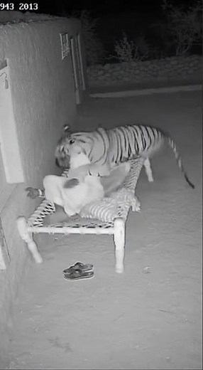 CCTV Footage: Tiger Drags Man From Cot #animals