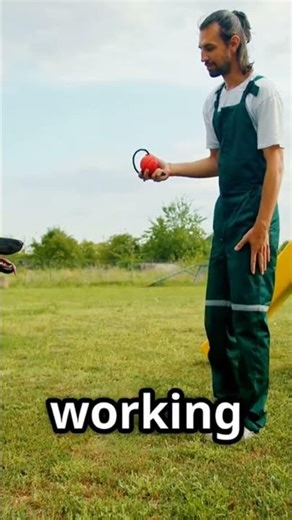 How elite trainers actually train Belgium Malinois #training #reveal