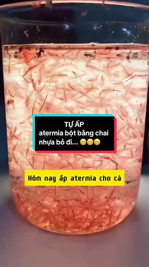 Cách ấp trứng atermia cho cá cảnh từ chai nhựa đơn giản