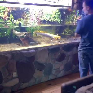 2.8M views · 39K reactions | THE NICEST LIVING ROOM TANK!!! I don’t get jealous..I’M JEALOUS  #aquarium #gars #stingrays #monsterfish #monsterfishkeeper #fishofinstagram #aquariumhobby #aquaticexpert #ilovemyjob | Greg Wittstock the Pond Guy | Facebook