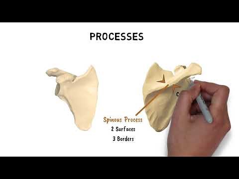 FEATURES OF SCAPULA
