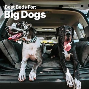 12K views · 873 reactions | No matter the breed, big dogs have one thing in common: bigger joint support needs. Big Barker orthopedic dog beds provide the support and comfort your big, loveable beasts need and deserve. | Barker Dog Beds | Facebook