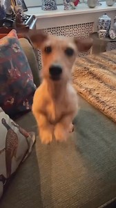 388K views · 22K reactions | GIVE ME MY STUFFED ANIMAL…....