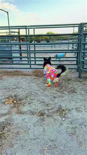 Understanding German Shepherd Traits and Care