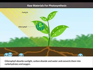 Biology - Nutrition in Plants - Class 7 CBSE - Science