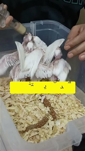 زحمة وقت الأكل | زغاليل كوكتيل ألبينو بالتأكيل اليدوي 🐥🍼
