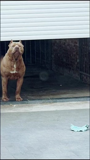 1-Year-Old Legal Lion Puppy Exploring Life