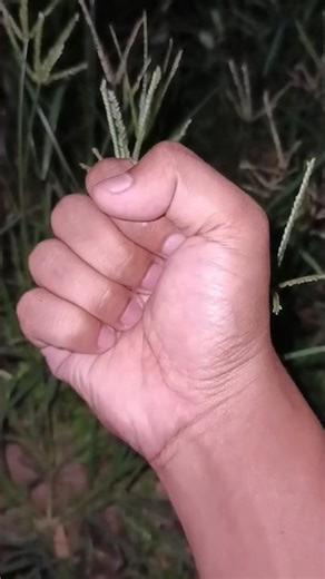 I fell in love with this insect, red dragonfly #dragonfly #insects #animals