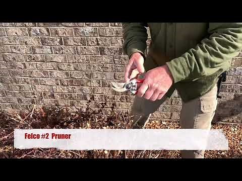 Pruning Diablo Ninebark Shrub