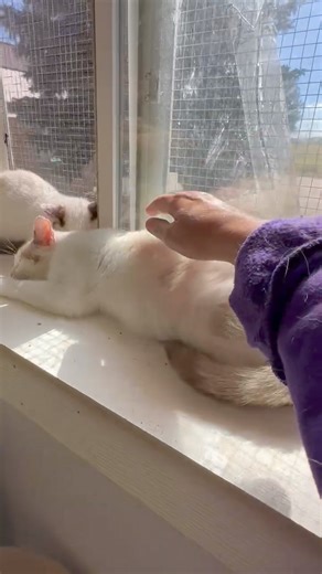 21K views · 2.3K reactions | Working with a feral cat. Chloe has had...