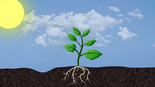 Animation of Photosynthesis | Britannica