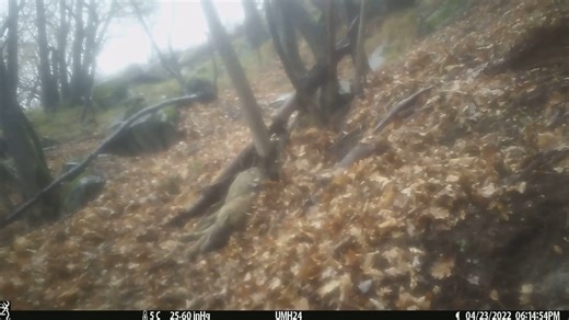 🧬🐺 Science insight: predators shape prey behaviour even after death A peer-reviewed study published in Ecology & Evolution (2023) reveals an often overlooked aspect of predator–prey dynamics - apex predators continue to influence prey behaviour even after they are dead. Researchers in the western Alps investigated how wild boar (Sus scrofa) respond to carcasses of large carnivores, focusing on the grey wolf (Canis lupus) — their main natural predator — and comparing these reactions with carcas