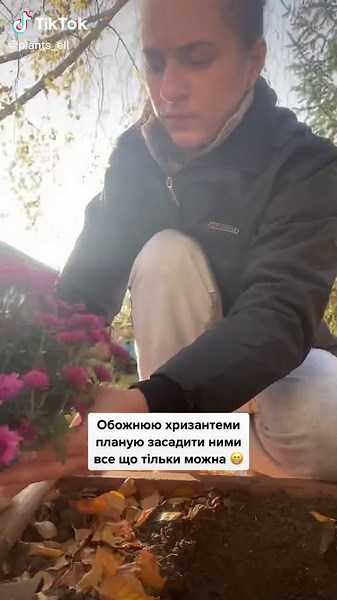 #кімнатнірослини #рослини #рослиниукраїна #рослини🌿 #вазон #хризантема #хризантемамультифлора #хризантемашаровидна #сад #блогукраїнською #вазониукраїна #квітинапідвіконні #квітковийблог