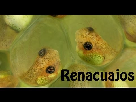 ✔ Development of African Albino Frog (Xenopus laevis) tadpoles 🐸