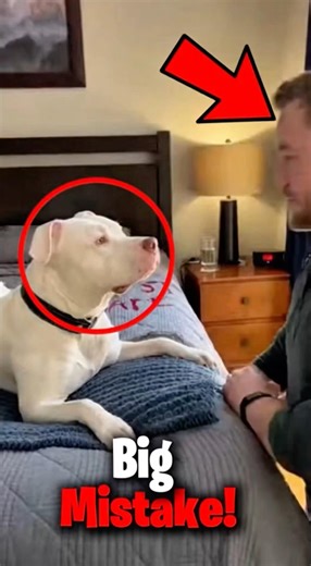 🫣Never stare at a stray dog!😬