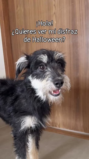 Te gusta el disfraz de Brisa? Se lo puso para encontrar una casita ❤️ nos ayudas a difundir? | Valientes y Peludos