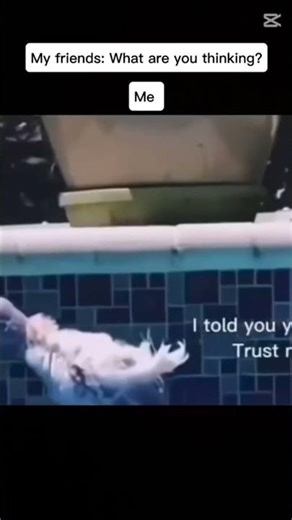 Floatation device #funny #bird #capcut