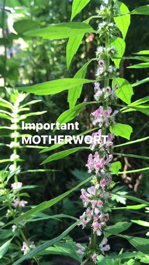 14K views · 334 reactions | MOTHERWORT (Leonurus cardiaca) in New Zealand #gardening #survival #newzealand | Prepper Kiwi | Facebook